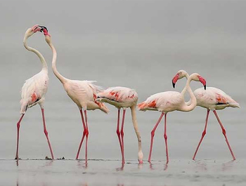 Sambhar Bird Watching Tour- Best Birding Tour Guide